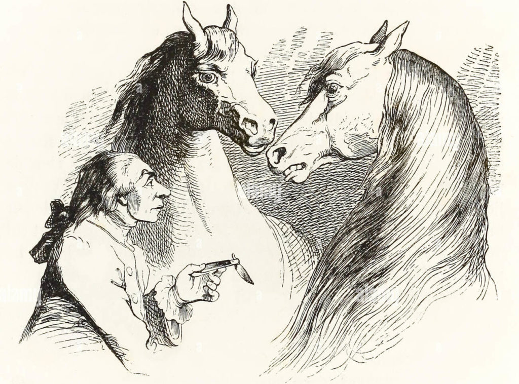 Two horses intrigued by a human.